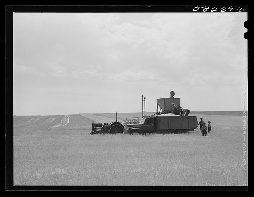Dumping wheat harvested with a combine into a truck, to be taken to grain storage elevator in Culbertson, Montana. This was about eight miles north, on road to Froid