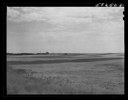 Wheat fields on farms north of Williston, near Grenora, North Dakota