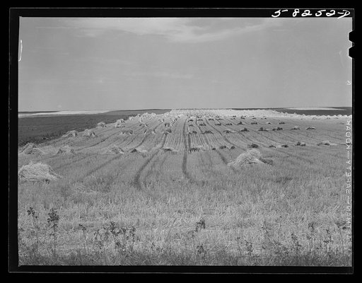 Stacks of wheat harvested with a binder north of Williston, near Grenora, North Dakota