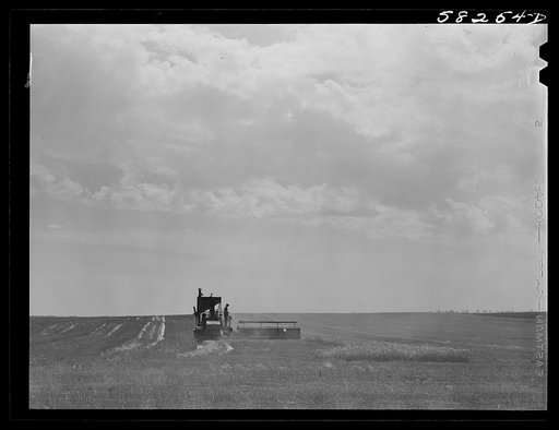 Harvesting wheat with a combine, getting about forty bushels per acre, a bumper wheat crop. About eight miles north of Culbertson, on the road to Froid, Montana