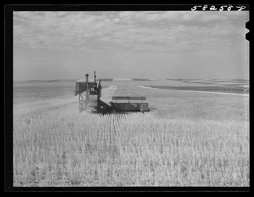 Harvesting wheat with a combine, getting about forty bushels per acre, a bumper wheat crop. About eight miles north of Culbertson, on the road to Froid, Montana