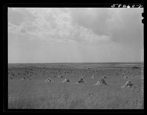 Stacks of grain in northeastern Montana, near Culbertson