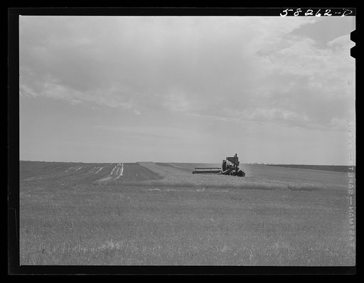 Harvesting wheat with a combine, getting about forty bushels per acre, and a bumper wheat crop. About eight miles north of Culbertson, on the road to Froid, Montana