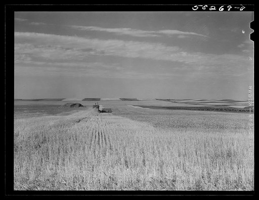 Harvesting wheat with a combine, getting about forty bushels per acre, and a bumper wheat crop. About eight miles north of Culbertson, on the road to Froid, Montana