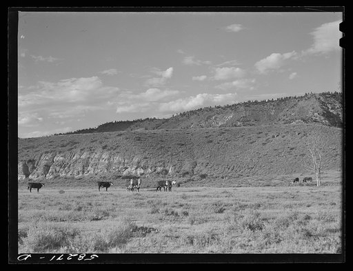 Hereford cattle on the range. Near Birney, Montana