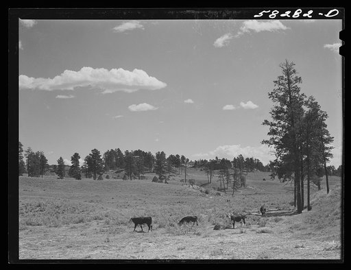 Hereford cattle (range) on Lyman Brewster's lease near Lame Deer, Montana