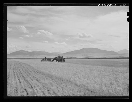 Cutting clustered wheat grass with old binder drawn by four-horse team. Judith Basin, Montana