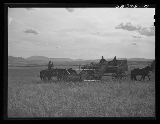 Cutting clustered wheat grass with old binder drawn by four-horse team. Judith Basin, Montana