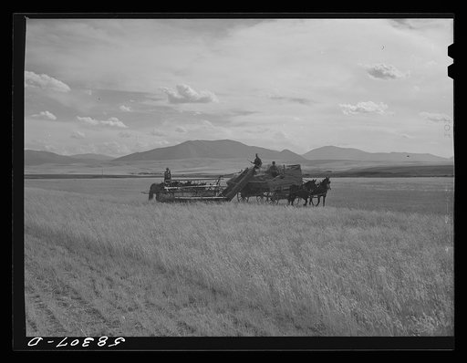 Cutting clustered wheat grass with old binder drawn by four-horse team. Judith Basin, Montana
