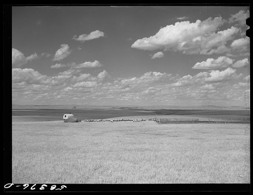 Sheepherder's wagon, flock and pen on summer grazing land northwest of Great Falls, Montana