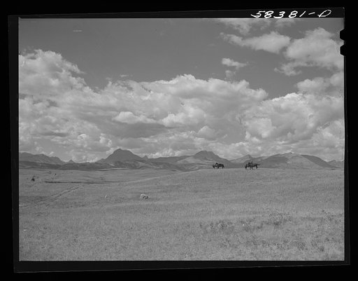 Horses on grazing land near Glacier National Park, Montana