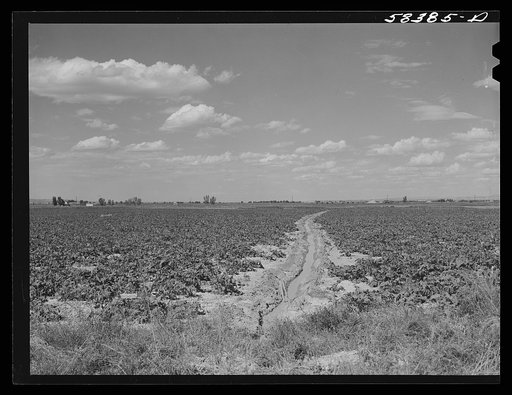 Irrigation ditch through field of sugar beets. Judith Basin, Montana
