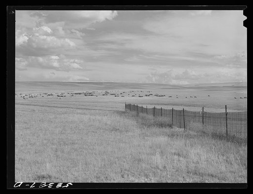 Sheep grazing, snow fence in foreground, northwest of Great Falls, Montana