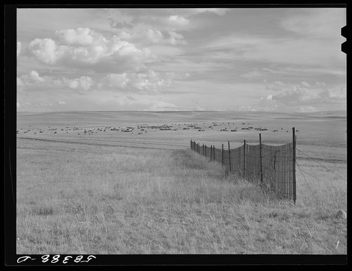 Sheep grazing, snow fence in foreground, northwest of Great Falls, Montana