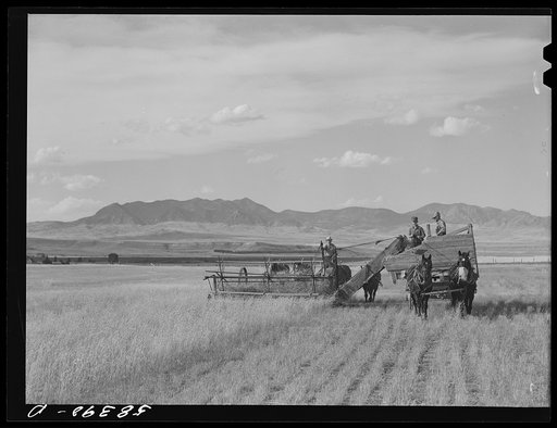 Cutting clustered wheat grass with old binder drawn by four-horse team. Judith Basin, Montana