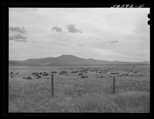 Sheep grazing, northwest of Great Falls, Montana