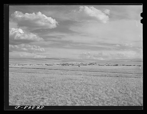 Sheep grazing northwest of Great Falls, Montana