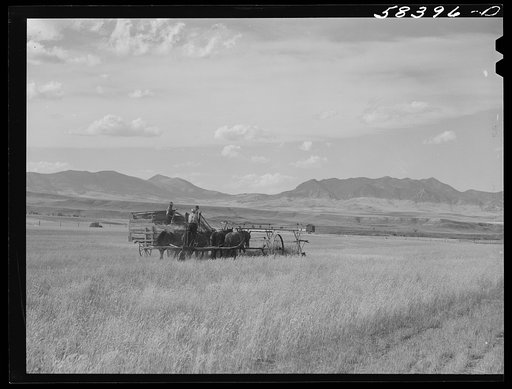 Cutting clustered wheat grass with old binder drawn by four horse team. Judith Basin, Montana