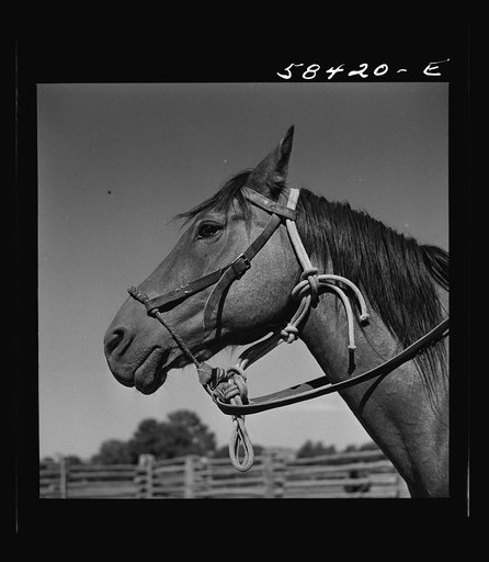 Untitled photo, possibly related to: Horse in the corral. Quarter Circle U, Brewster-Arnold Ranch Company. Briney, Montana