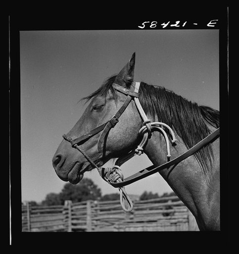 Untitled photo, possibly related to: Horse in the corral. Quarter Circle U, Brewster-Arnold Ranch Company. Briney, Montana