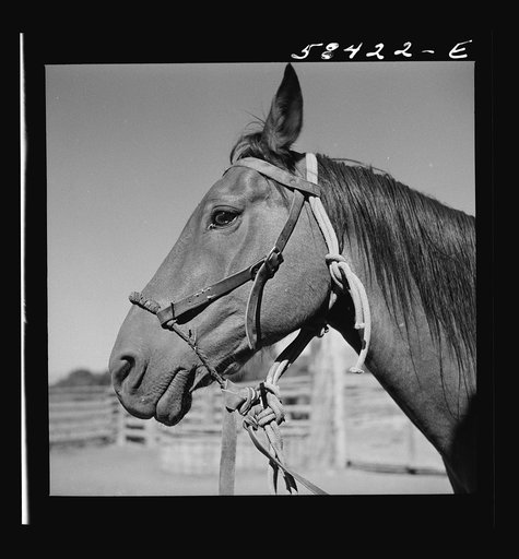 Untitled photo, possibly related to: Horse in the corral. Quarter Circle U, Brewster-Arnold Ranch Company. Briney, Montana