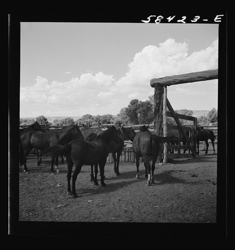 Untitled photo, possibly related to: Dudes returning to the corral after a morning ride over the range. Quarter Circle U, Brewster-Arnold Ranch Company. Birney, Montana