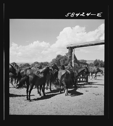 Untitled photo, possibly related to: Dudes returning to the corral after a morning ride over the range. Quarter Circle U, Brewster-Arnold Ranch Company. Birney, Montana