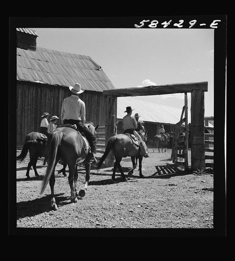 Untitled photo, possibly related to: Dudes returning to the corral after a morning ride over the range. Quarter Circle U, Brewster-Arnold Ranch Company. Birney, Montana