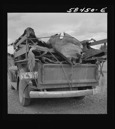 Hide buyer at Quarter Circle U Ranch. Birney, Montana