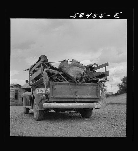 Untitled photo, possibly related to: Hide buyer at Quarter Circle U Ranch. Birney, Montana