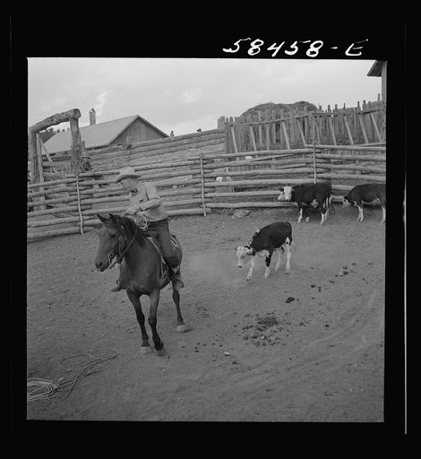 Quarter Circle U, Brewster-Arnold Ranch Company near Birney, Montana. Dude learning to rope a dogie (Hereford calf) for branding