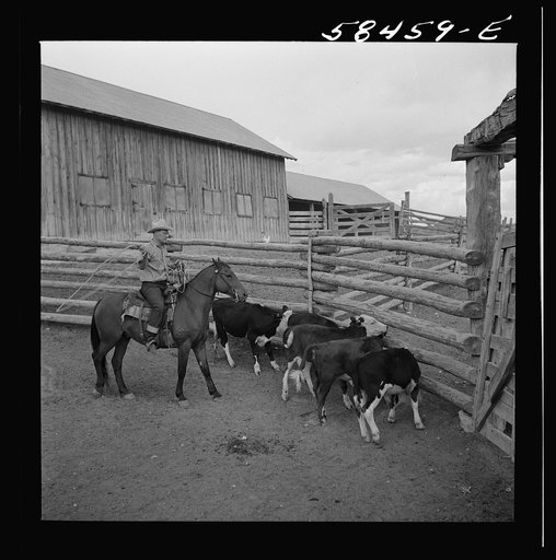 Dude learning to rope a "dogie" (Hereford calf) for branding at Quarter Circle U, Brewster-Arnold Ranch Company. Birney, Montana