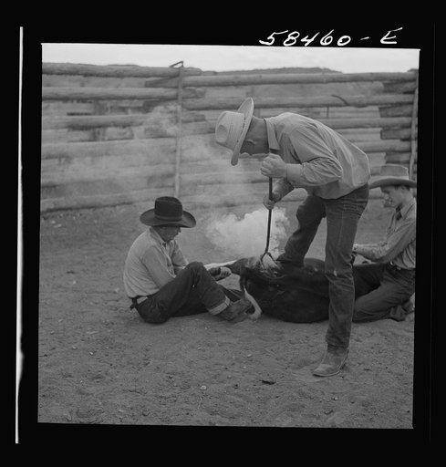 Dudes helping brand a dogie (Hereford calf) in the corral at Quarter Circle U, Brewster-Arnold Ranch Company. Birney, Montana