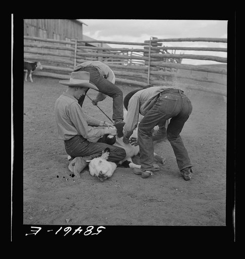 Dude helping brand a dogie (Hereford calf) in the corral at Quarter Circle U, Brewster-Arnold Ranch Company. Birney, Montana