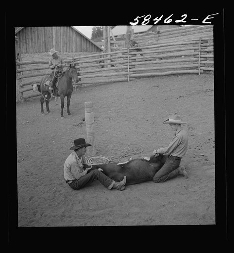 Dudes helping brand a dogie (Hereford calf) in the corral at Quarter Circle U, Brewster-Arnold Ranch Company. Birney, Montana