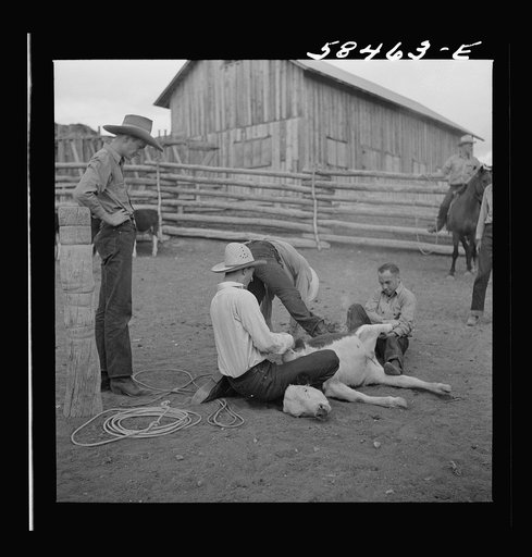 Untitled photo, possibly related to: Dudes helping brand a dogie (Hereford calf) in the corral at Quarter Circle U, Brewster-Arnold Ranch Company. Birney, Montana