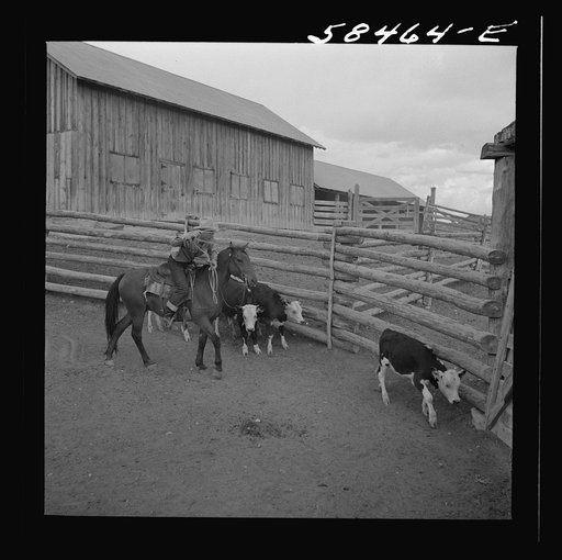Untitled photo, possibly related to: Dude learning to rope a "dogie" (Hereford calf) for branding at Quarter Circle U, Brewster-Arnold Ranch Company. Birney, Montana