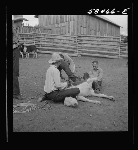 Untitled photo, possibly related to: Dudes helping brand a dogie (Hereford calf) in the corral at Quarter Circle U, Brewster-Arnold Ranch Company. Birney, Montana