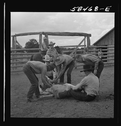Dudes helping brand a dogie (Hereford calf) in the corral at Quarter Circle U, Brewster-Arnold Ranch Company. Birney, Montana