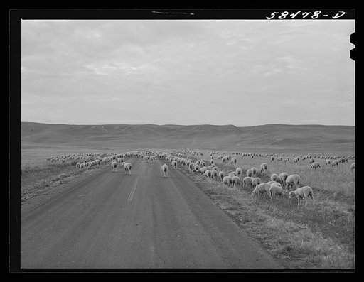 Sheep being driven to the bedding ground in the evening while pasturing on high summer range. Northwest of Great Falls, Montana.