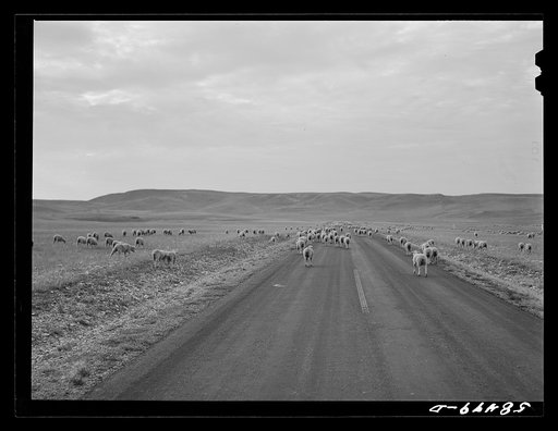 Untitled photo, possibly realted to: Sheep being driven to the bedding ground in the evening while pasturing on high summer range. Northwest of Great Falls, Montana.