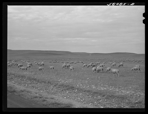 Untitled photo, possibly realted to: Sheep being driven to the bedding ground in the evening while pasturing on high summer range. Northwest of Great Falls, Montana.