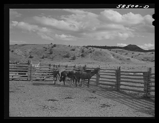 Horses in the corral. Quarter Circle U, Brewster-Arnold Ranch Company. Birney, Montana