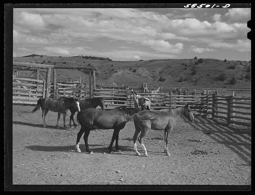 Horses in the corral. Quarter Circle U, Brewster-Arnold Ranch Company. Birney, Montana