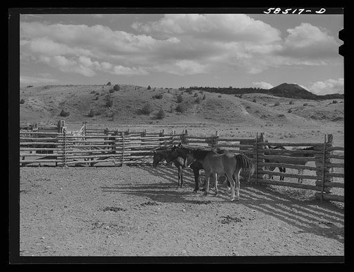 Horses in the corral. Quarter Circle U, Brewster-Arnold Ranch Company. Birney, Montana