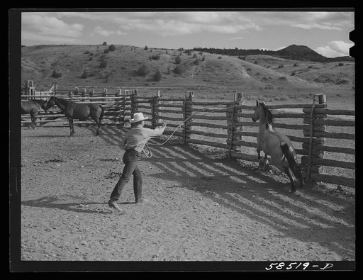 Cowboy roping a horse in the corral. Quarter Circle U, Brewster-Arnold Ranch Company. Birney, Montana