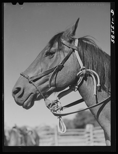 Horse in the corral. Quarter Circle U, Brewster-Arnold Ranch Company. Briney, Montana