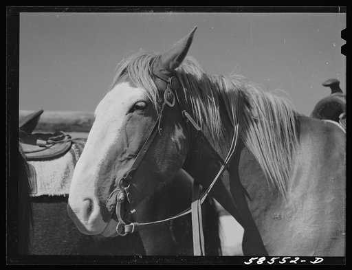 Untitled photo, possibly related to: Horse in the corral. Quarter Circle U, Brewster-Arnold Ranch Company, Birney, Montana