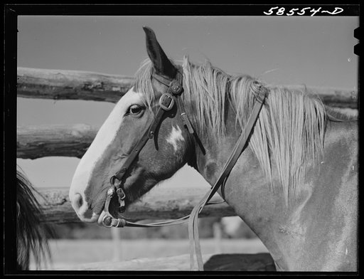 Horse in the corral. Quarter Circle U, Brewster-Arnold Ranch Company, Birney, Montana
