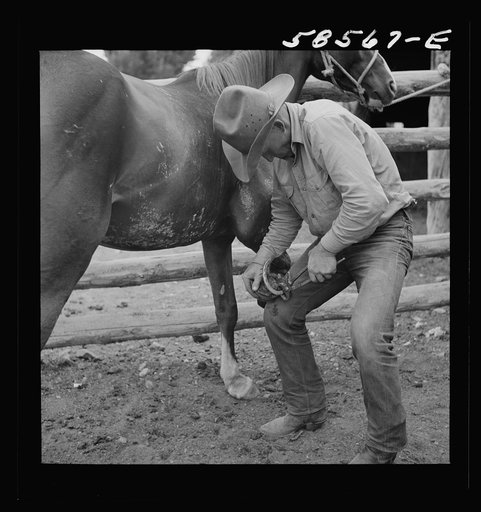 Removing horseshoes at the end of the summer season before turning the horses out on the range for the winter. In the corral at Quarter Circle U, Brewster-Arnold Ranch Company. Birney, Montana